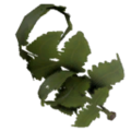 ItemFern.png